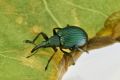 Pseudoprotapion astragal